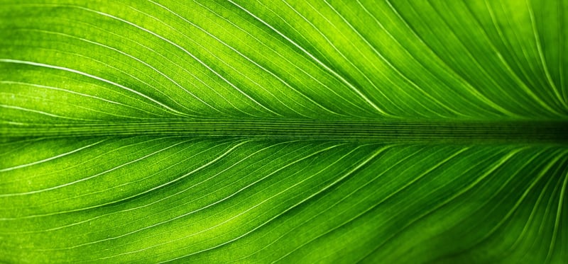 Eco-friendly practices
