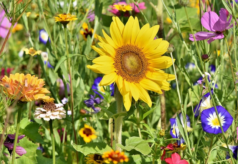 Eco-Friendly Gardening Practices