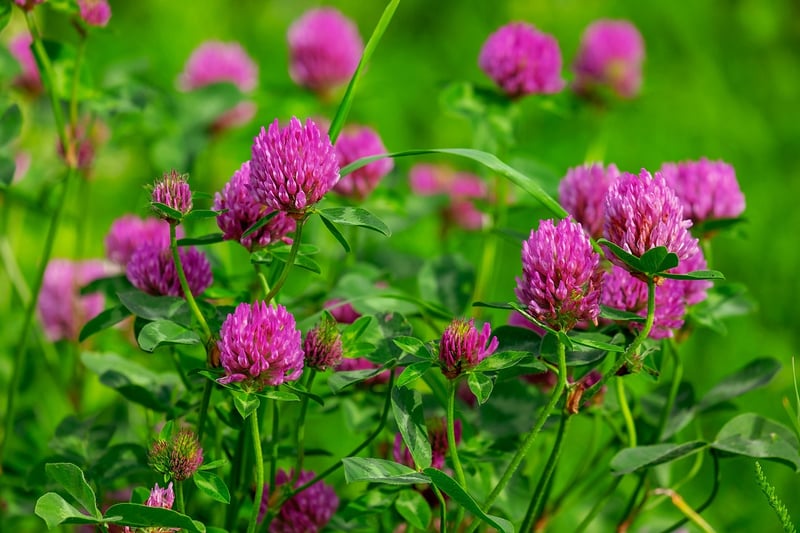 Native Wildflowers